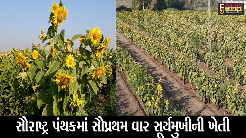 રાજકોટ : જામકંડોરણાના એક ગામના ખેડૂત દંપતીએ સૂર્યમુખીની ઓર્ગેનિક ખેતીનો કર્યો પ્રયોગ