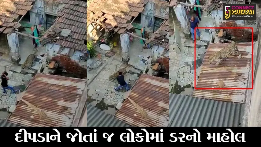 રાજકોટ : ગોંડલમાં દીપડાનો આતંક “Live”, જુઓ રહેણાંક વિસ્તારમાં કેવી મચાવી ધમાલ..!