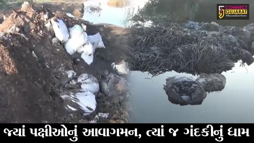 જામનગર : ઢીંચડા પાસેના વિશાળ તળાવમાં યાયાવર પક્ષીઓનું આગમન