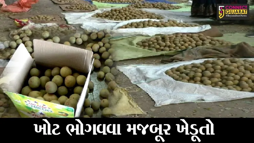 નવસારી : અમલસાડી ચીકુ પકવતાં ખેડૂતોને “ખોટનો સોદો”, આંદોલન વચ્ચે આર્થિક નુકશાન