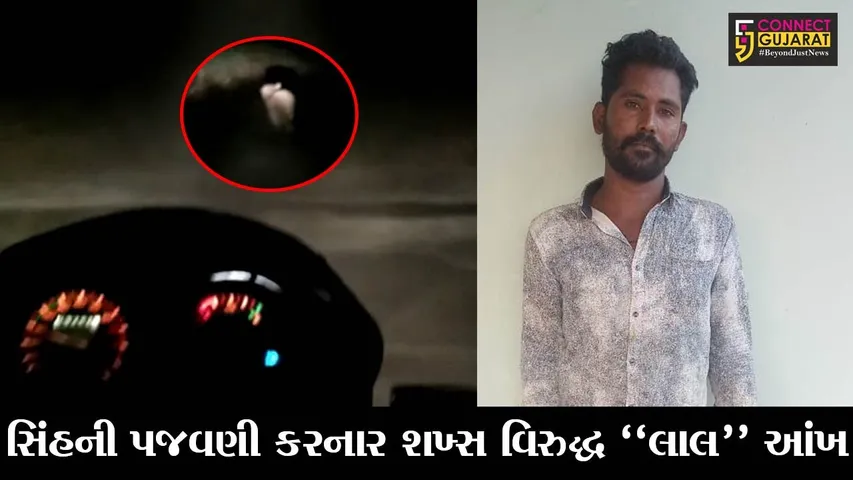 અમરેલી : સિંહ પાછળ “ક્રૂરતા પૂર્વક” બાઇક દોડાવી શખ્સે કરી હતી પજવણી, જુઓ પછી વનવિભાગે શું કર્યું..!