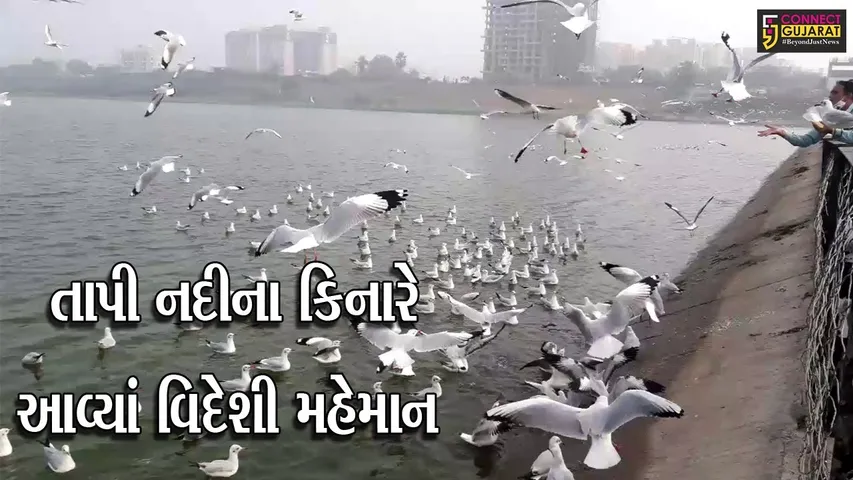 સુરત : ઓસ્ટ્રેલિયાથી હજારો કીમીનો પ્રવાસ ખેડી પક્ષીઓના તાપી કિનારે ધામા
