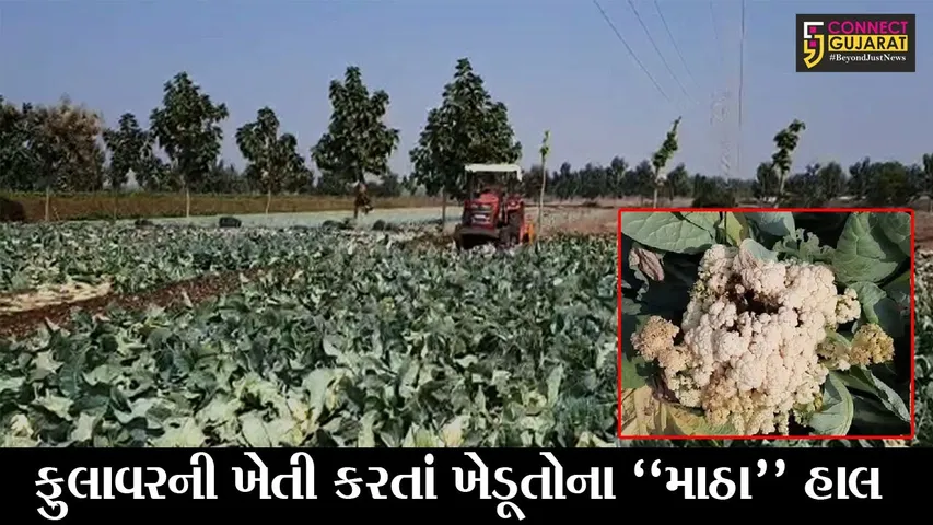 રાજકોટ : વિરપુરના ખેડૂતોને ફુલાવરની ખેતી પાછળ રૂ. 15 હજારનો ખર્ચ, જુઓ પૂરતો ભાવ નહીં મળતા કેવી રીતે નોંધાવ્યો વિરોધ..!
