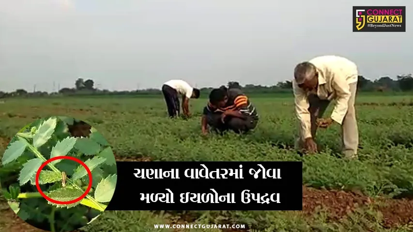 અરવલ્લી : કમોસમી વરસાદના કારણે ચણાના પાકમાં લશ્કરી-લીલી ઇયળના ઉપદ્રવથી ખેડૂતોને ભારે નુકશાન