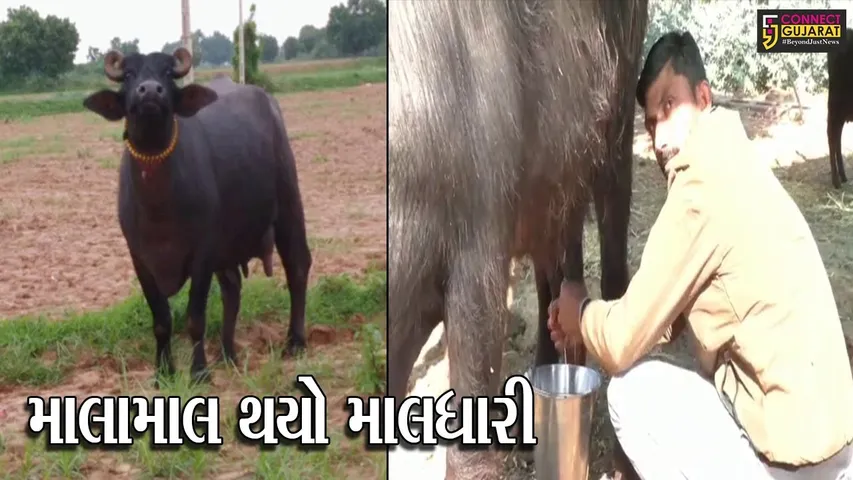 કચ્છ : બન્ની ભેંસના વખાણ કઇ અમસ્તા ન હતાં કર્યા વડાપ્રધાને, જુઓ કેટલા રૂપિયામાં વેચાઇ બન્ની ભેંસ