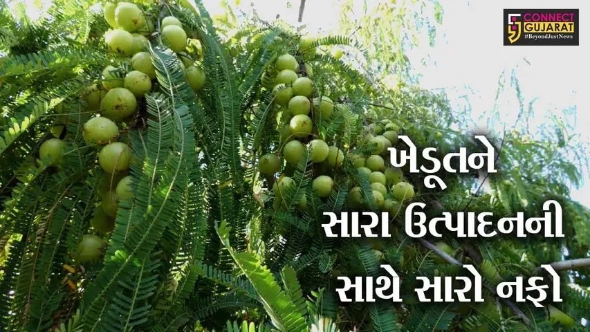 અરવલ્લી : કોજણકંપાના ખેડૂતે કરી આમળાની સફળ ખેતી, જુઓ પછી કેટલી થઈ આવક..!