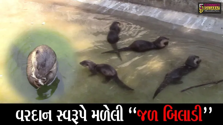 જળ બિલાડીના બ્રિડિંગ માટે “સુરત” સમગ્ર દેશમાં બન્યું મોડેલ, જુઓ સરથાણા નેચર પાર્કમાં કેવી રીતે આવી હતી જળ બિલાડી