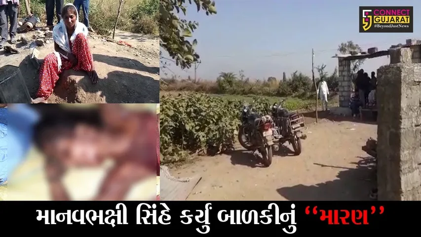 જુનાગઢ : જંગલ વિસ્તારના સિંહો બન્યા “માનવભક્ષી”, વંથલીમાં સિંહ બાળકીને ઉઠાવી જતા અરેરાટી