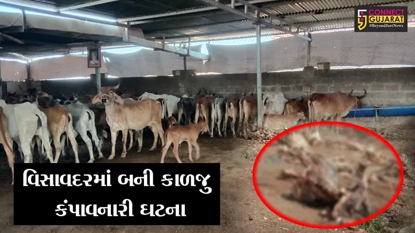 જુનાગઢ : વિસાવદરના સરસઇમાં ગૌશાળામાં 100થી વધુ ગૌમાતાના મોત, જુઓ શું છે સમગ્ર ઘટના