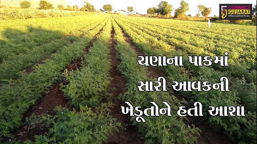 જુનાગઢ : ભેસાણના ખેડૂતોએ મોટા પ્રમાણમાં કર્યું હતું ચણાનું વાવેતર, જુઓ માત્ર 600થી 700 રૂ. ભાવ મળતા ખેડૂતોએ શું કર્યું..!