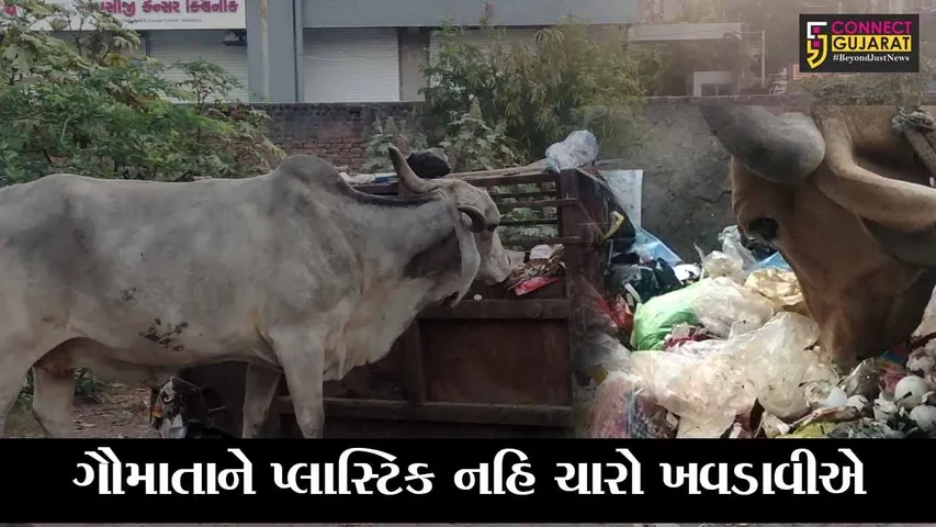 ભરૂચ : કચરાપેટીઓમાંથી પ્લાસ્ટિકનો કચરો આરોગતાં ગૌમાતા, માનવતા મરી પરવારી કે શું ?