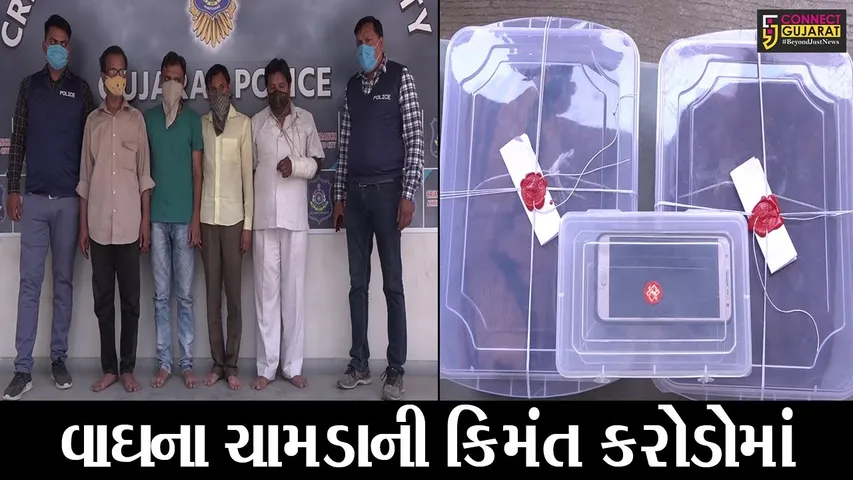 અમદાવાદ : વાઘનું ચામડું વેચવા નીકળેલા ચાર ઇસમો પોલીસના હાથે ઝડપાયાં, ક્રાઇમ બ્રાંચનું ઓપરેશન