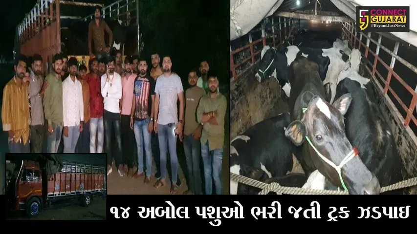 ખેડા : લુધિયાણાથી મહારાષ્ટ્ર કતલખાને લઈ જવાતા પશુઓનો જીવ બચાવતા ગૌરક્ષકો