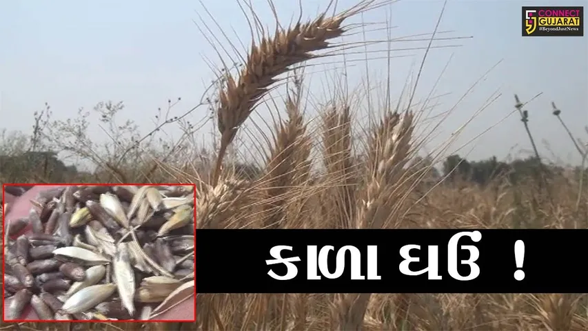 સુરત : ઓલપાડના સાંધીએર ગામના ખેડૂતે કાળા ઘઉંની કરી સફળ ખેતી, જુઓ શું હોય છે વિશેષતા