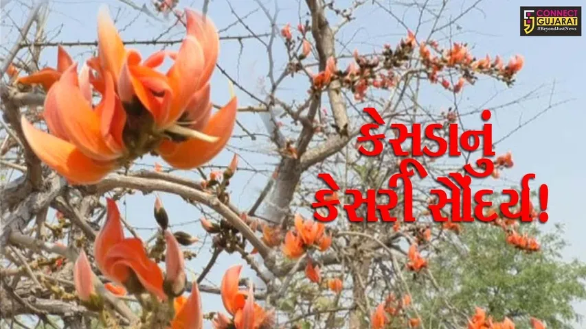 ભરૂચ: અંતરિયાળ વિસ્તારોમાં કેસૂડાનાફૂલના કારણે મનમોહક માધુર્ય રેલાયુ,જુઓ વિડીયો