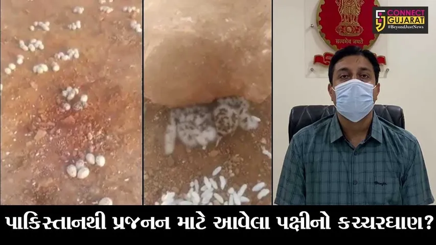 કચ્છ : રોડ નિર્માણમાં ગુલાબી ધોમડો પક્ષીના 25 હજાર ઈંડા પર બુલડોઝર ફેરવી દેવાયું?