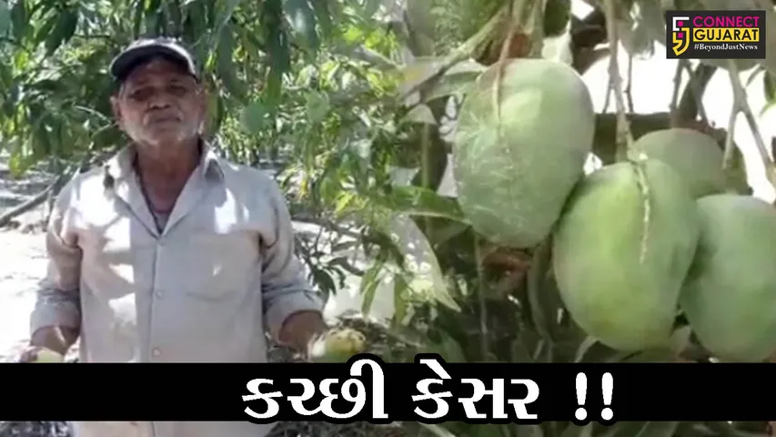કચ્છ: જગ વિખ્યાત કેસર કેરીની આતુરતાનો અંત, જુઓ અધધ થયું ઉત્પાદન