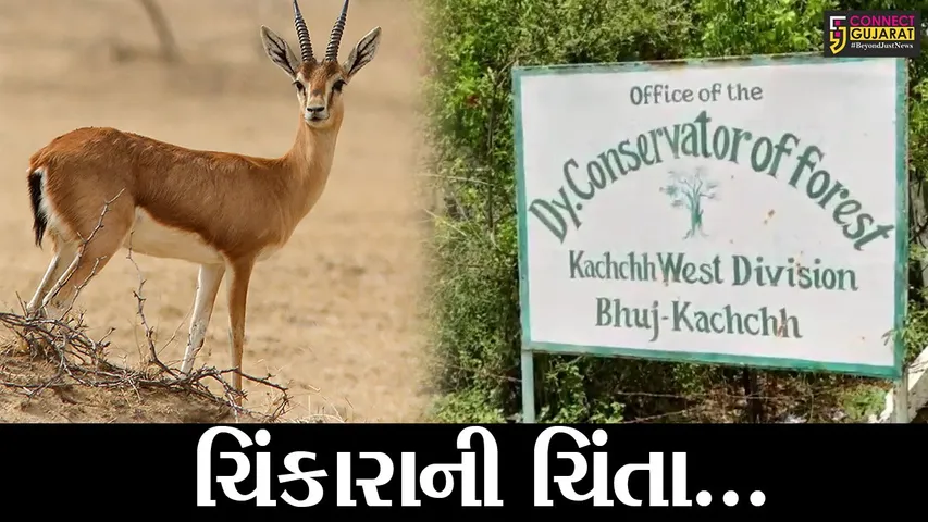 કચ્છ : નારાયણ સરોવર સેન્ચ્યુરીમાં ઉનાળો બન્યો આકરો, જુઓ ચિંકારાઓ માટે શું કરાય વ્યવસ્થા ?
