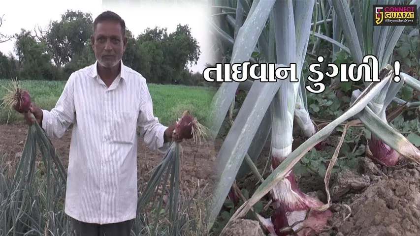 સાબરકાંઠા: પ્રાંતિજના ખેડૂતે તાઇવાન ડુંગળી વાવી અખતરો કર્યો, જુઓ શું હોય છે વિશેષતા