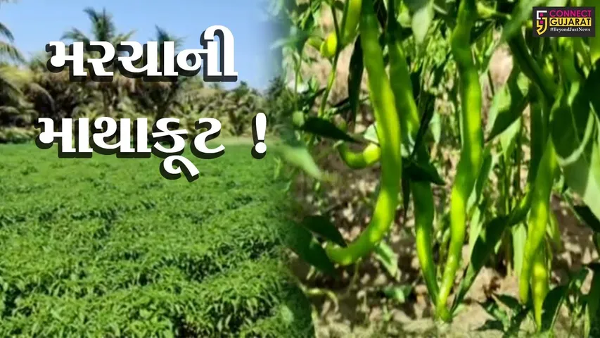 ગીર-સોમનાથ: મરચાનું મબલખ ઉત્પાદન પણ વચેટિયાઓના કારણે ખેડૂતો પરેશાન