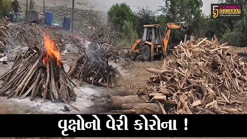 ભરૂચ: કોરોનાએ ફક્ત માણસો જ નહીં પરંતુ વૃક્ષોનો પણ જીવ લીધો ?