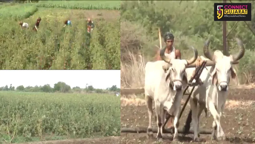 કચ્છ : કોરોનાના કેર વચ્ચે ગત વર્ષની તુલનાએ આ વર્ષે ઉનાળુ પાકના વાવેતરમાં થયો વધારો