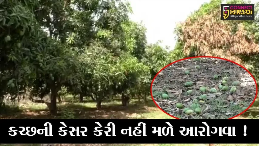 કચ્છ: જગવિખ્યાત કેસર કેરીને વાવાઝોડાના કારણે ભારે નુકશાન, જુઓ દ્રશ્યો