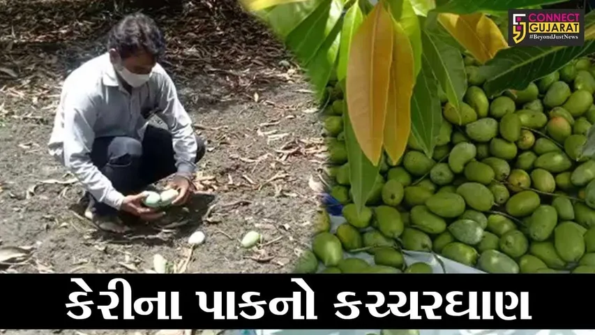 ભરૂચ : તાઉ-તે વાવાઝોડાએ કેરીના પાકને કર્યો નષ્ટ, જગતના તાતને રડવાનો વારો