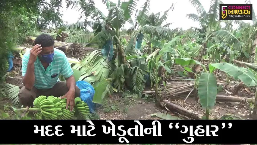 સુરત : તાઉતે વાવાઝોડાના કારણે કામરેજ તાલુકામાં કેળના પાકને કરોડો રૂપિયાનું નુકશાન, વળતર ચુકવવા સરકાર પાસે ખેડૂતોએ કરી માંગ