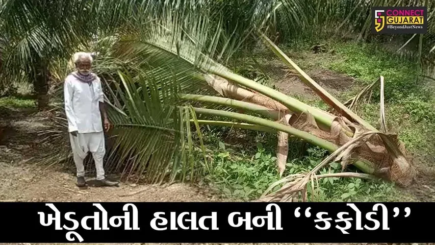 ગીર સોમનાથ : ખેડૂતોએ માવજત કરીને વૃક્ષો મોટા કર્યા, ત્યાં જ તાઉતે વાવાઝોડાએ પાકને પહોચાડ્યું મોટું નુકશાન