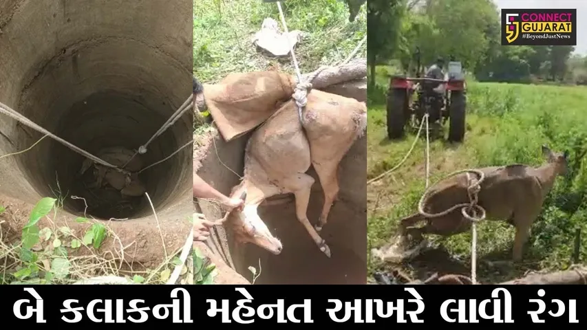 સાબરકાંઠા : પ્રાંતિજના અમરાપુર ગામે 25 ફુટ ઉંડા કુવામાં ખાબકી નીલગાય, જુઓ રેસ્કયુ ઓપરેશન