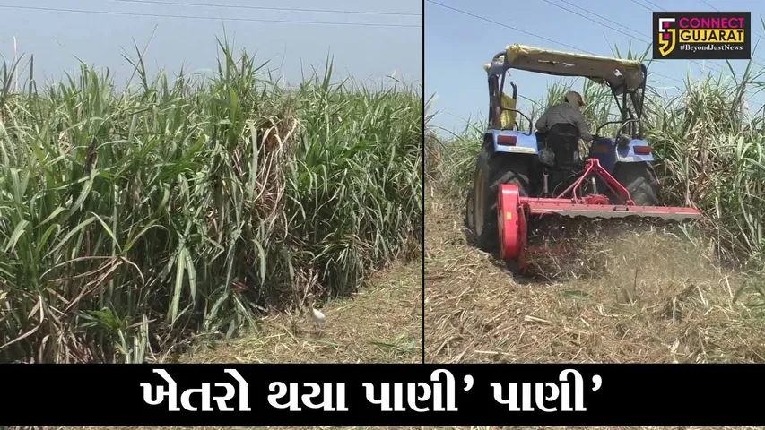 સુરત : વિનાશી વાવઝોડાએ ઊભા પાકનો કર્યો નાશ, સીવણ ગામના ખેડૂતે શેરડીના પાક પર ફેરવી કાઢ્યું ટ્રેક્ટર