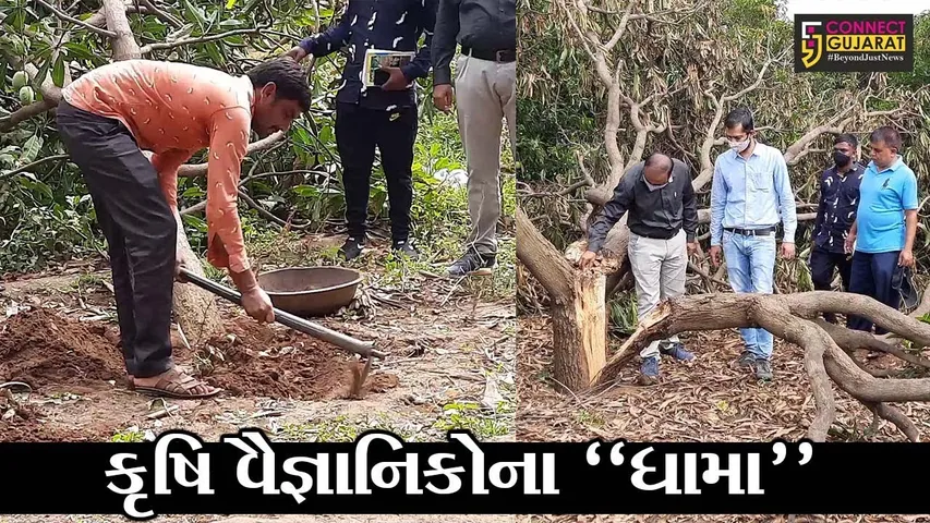 ભાવનગર : તાઉ-તે વાવાઝોડાના કારણે બાગાયતી પાકને નુકશાન, આણંદ એગ્રીકલ્ચર યુનિવર્સિટીના કૃષિ વૈજ્ઞાનિકોએ લીધી મુલાકાત