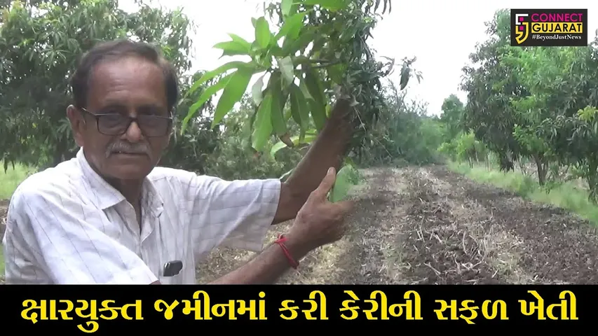 સુરત : ક્ષારયુક્ત જમીનમાં કીમના ખેડૂતે કરી બતાવી કેરીની સફળ ખેતી, મબલક પાક સાથે મેળવી સારી આવક
