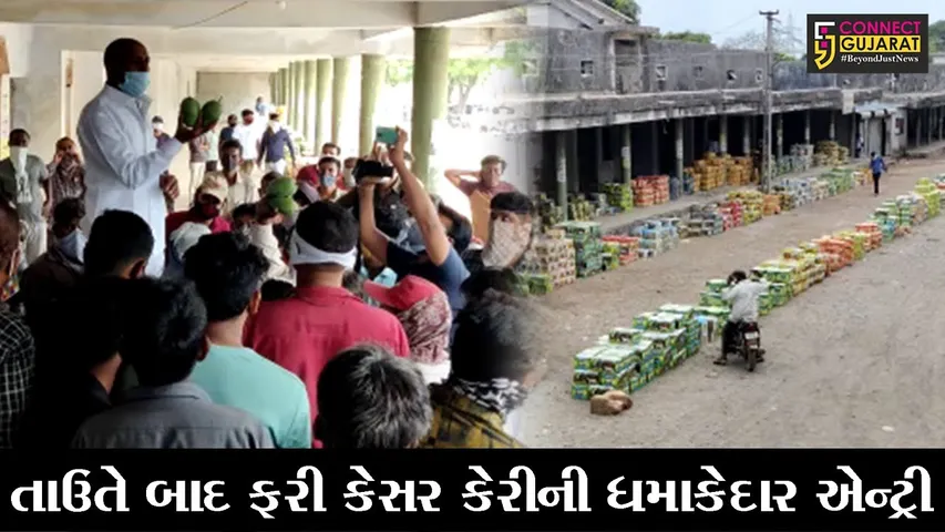 ગીર-સોમનાથ : તાઉતે વાવાઝોડા બાદ તાલાલા માર્કેટ યાર્ડમાં ફરીથી કેસર કેરીની માંગ વધતા ખેડૂતોમાં આનંદ