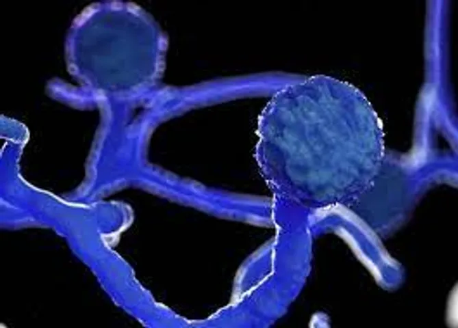 ભાવનગર : મ્યુકરમાઇકોસીસના વધુ 5 કેસ નોંધાયા, અત્યાર સુધી જિલ્લામાં કુલ 125 દર્દી સારવાર હેઠળ