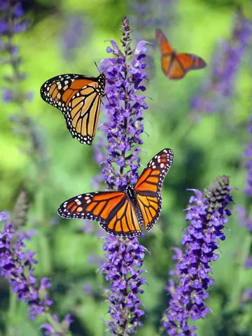 Butterfly characteristics