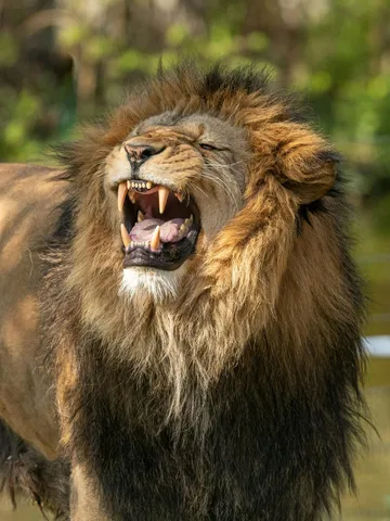 Lion Amazing Facts