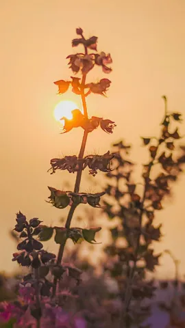 Avoid Bringing This Tulsi Plant 