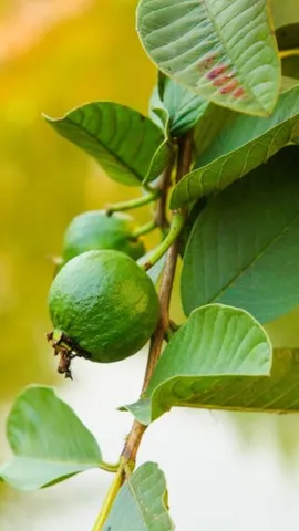 guava leaves