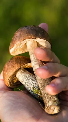Mushrooms rich in Vitamin D
