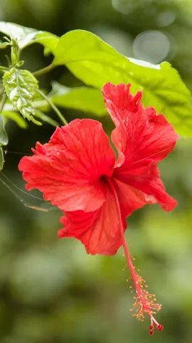 vastu tips of hibiscus plant at home hindi
