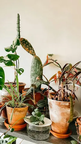 how to bring dead plants back to life