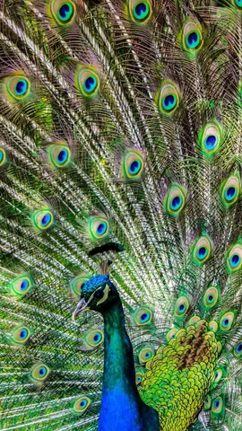 most beautiful animals in the world