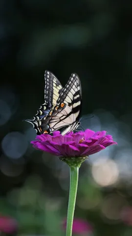 Beautiful Indian Flowers