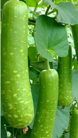 Benefits of eating bottle gourd