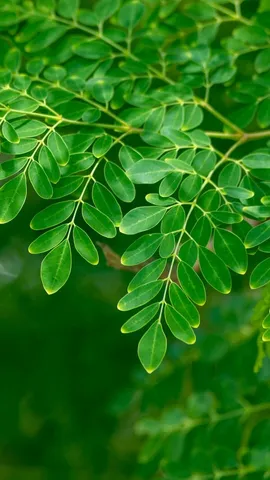 How to use moringa leaves