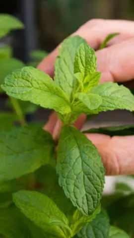 benefits of basil leaves