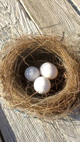 Truth Behind Birds Nesting at Home