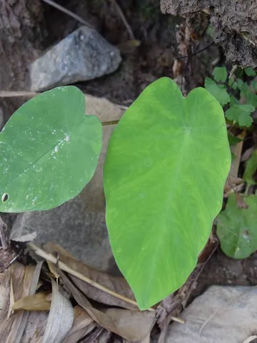 Monsoon: अरबी का पत्ता खाने के बेमिसाल फायदे